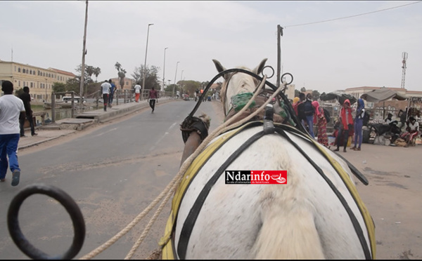 Langue de Barbarie : Plus d'excréments de chevaux sur la voie publique (vidéo)