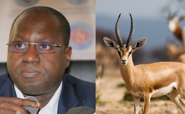 Abdou Karim Sall sur les gazelles mortes : " je n'ai rien à me reprocher et je suis vraiment droit dans mes bottes"