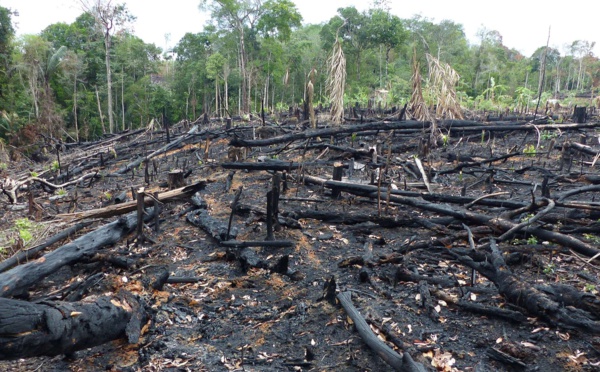 Brésil: hausse de 25% de la déforestation de l'Amazonie au premier semestre (officiel)