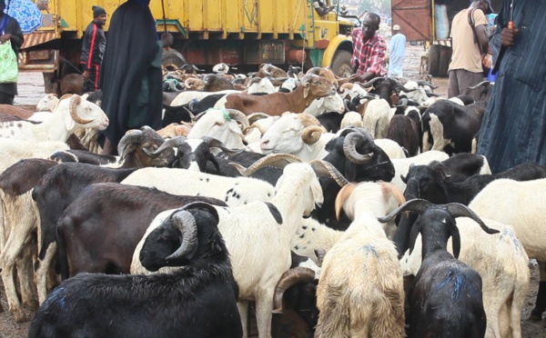 Mauritanie : les 450.000 moutons promis au Sénégal en route (vidéo)