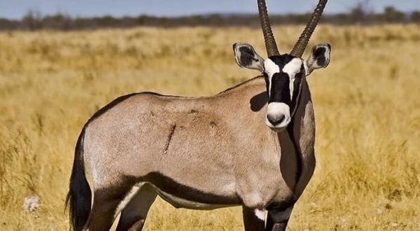 Ruée vers les gazelles - Entre le protocole "Kilim", fétichisme et affaires de gros sous