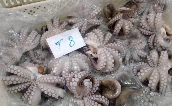Pêche artisanale: L'Etat décrète un repos biologique pour le poulpe jusqu'en fin novembre