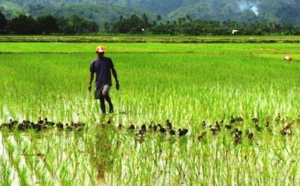 Vallée : la filière riz financée à hauteur de 4, 6 milliards par la LBA