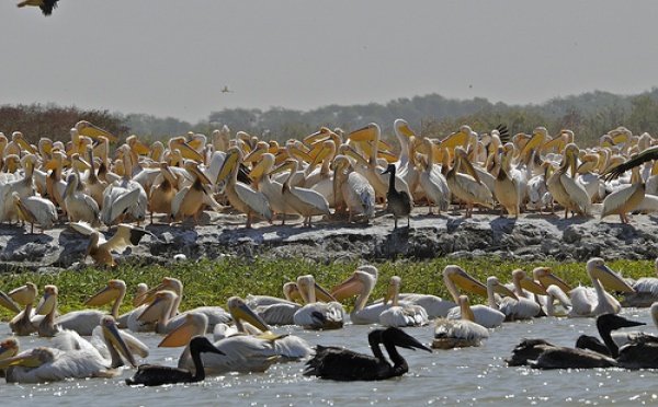 [VIDÉO] Voici le documentaire exclusif '' Djoudj, le paradis des oiseaux migrateurs''. Regardez.