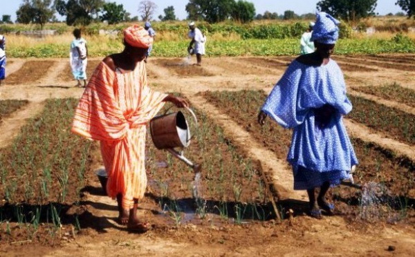 Un projet d'appui à la production et à la formation agricoles lancé dans la région de Saint-Louis.