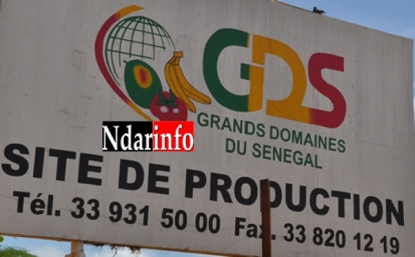 Saint-Louis - GDS: Grogne des travailleurs contre le licenciement de 15 travailleurs et d'un délégué.[VIDÉO]