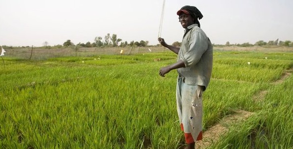 Au Sénégal, le long chemin vers l’autosuffisance en riz