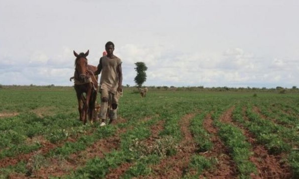 Impact Covid-19: " Les agriculteurs sont les moins touchés" ( rapport Ansd)