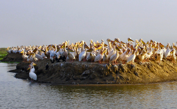 Colonel Boucar Ndiaye : "200 espèces d'oiseaux sont menacées de disparition"