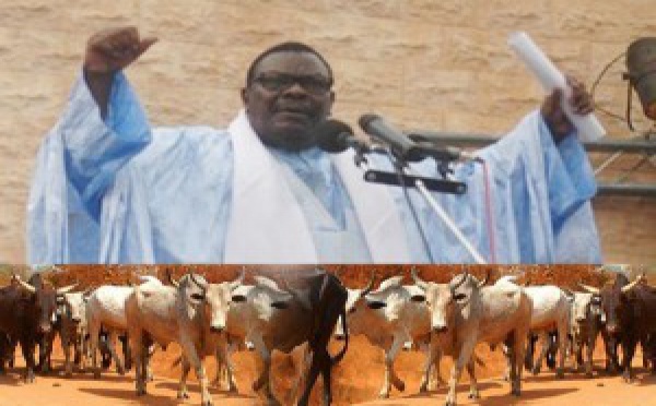[Vidéo] Magal 2013: Les Thiantacounes débarquent à Touba avec des milliers de boeufs