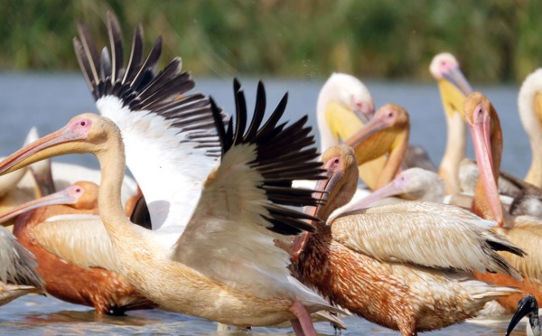Le delta du fleuve Sénégal, zone pilote d’un projet de la FAO sur les oiseaux