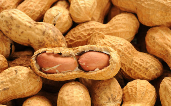 Commercialisation arachidière : Le prix fixé à 250 francs Cfa