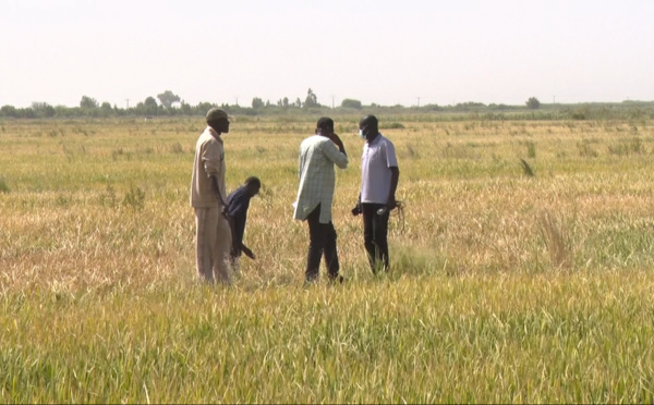 À THIAGO et NDOMBO, le PGIRE booste l’agriculture (vidéo)