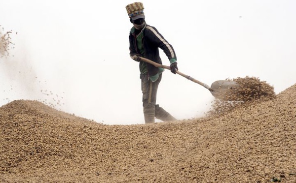 Sénégal : Grosses craintes au démarrage de la campagne arachidière