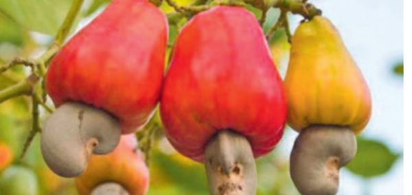 Anacarde: 37 199 tonnes exportées pour 23,7 milliards de francs Cfa en 2020