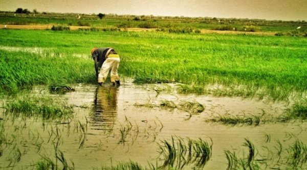 PRODUCTION DE RIZ : Le japon octroie 37 milliards FCFA au Sénégal