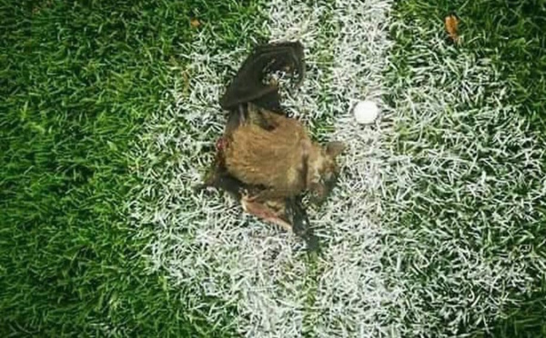 CHAN-2021: battu 0-1, le Zimbabwe accuse le Cameroun de sorcellerie