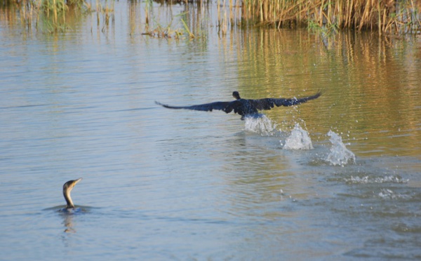 Mauritanie : alerte à la grippe aviaire dans le parc du Diawling