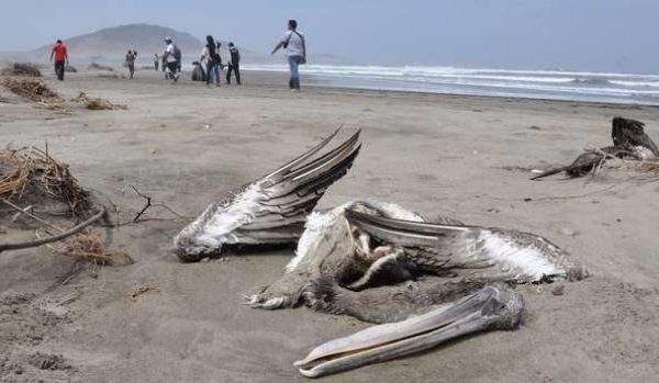 Mauritanie : Découverte d’oiseaux morts et des cas de grippe aviaire