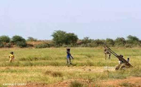 Subvention du Royaume d'Espagne pour la riziculture: 2 milliards pour sécuriser la production dans la vallée  .