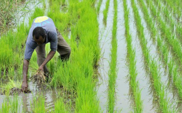 Riziculture dans la vallée : une nouvelle dynamique d’AfricaRice va toucher 5.300 bénéficiaires (vidéo)