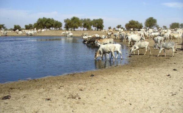 La réforme foncière ne peut réussir sans les agriculteurs (délégué syndical)