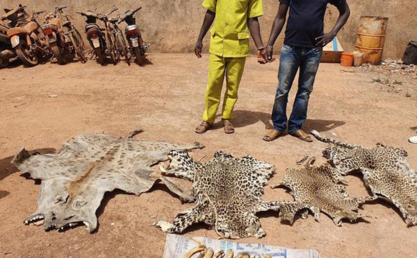 Deux personnes interpellées dans un hôtel avec des peaux de léopards, d’hyène et des ivoires
