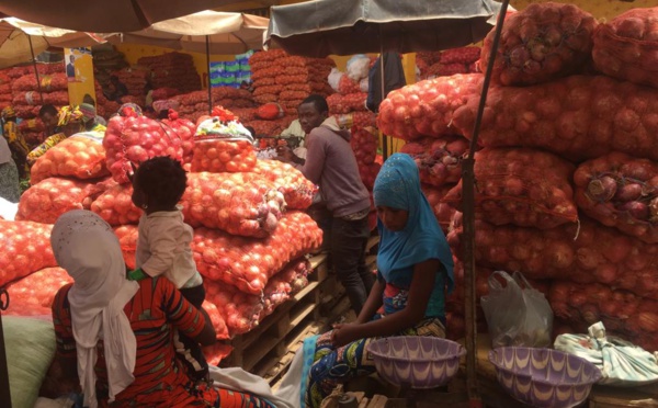 Production d’oignon : à Potou, les producteurs appellent l’état à éviter la saturation du marché