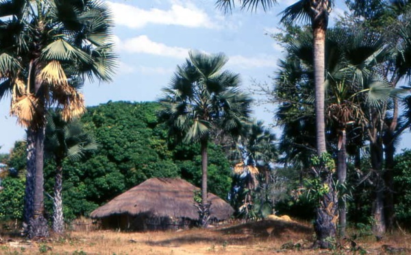 Casamance : la chute d’un rônier tue un militaire (DIRPA)