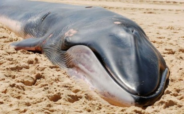 Japon : des biscuits pour chiens... à base de baleine