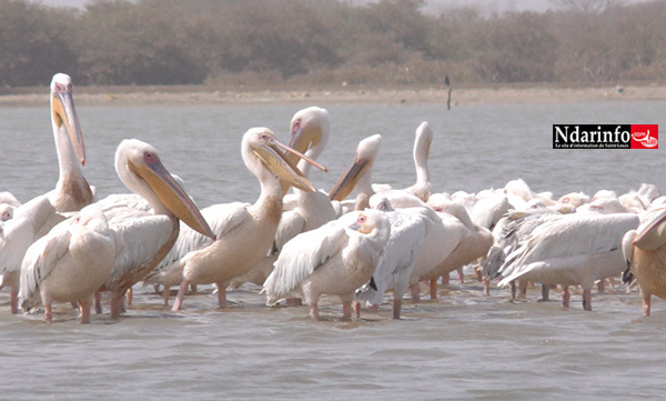 Doune Baba DIEYE : l'autre réserve ornithologique de Saint-Louis (vidéo)