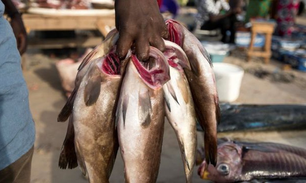 Ramadan : quand le poisson se fait rare et cher