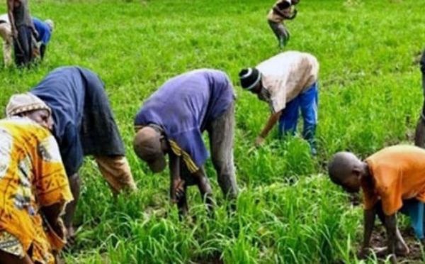 Grogne dans l'agriculture : Le SYNTTAS décrète 72 heures de grève