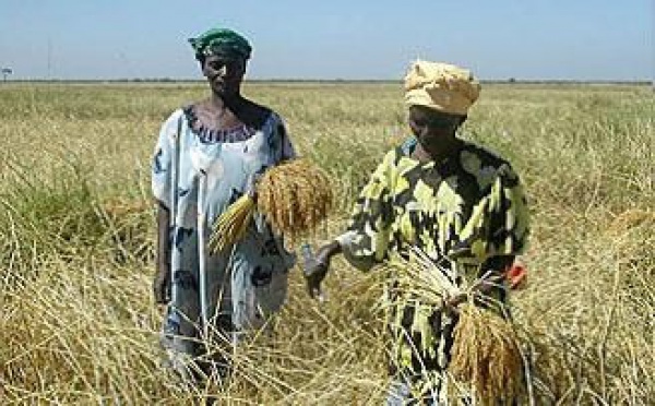 Production rizicole   Les producteurs de la Vallée formés aux techniques de récolte et post-récolte