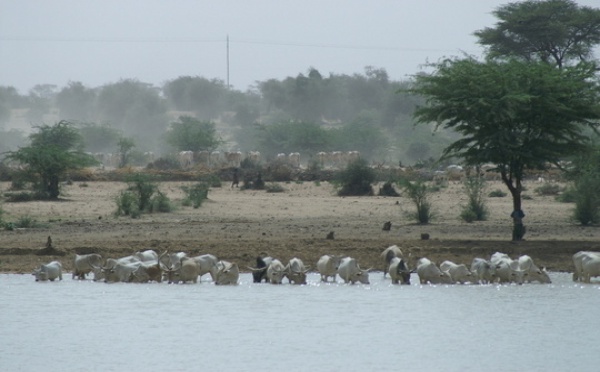 Saint-Louis: l'Association Waalo Vision a été lancée, samedi.