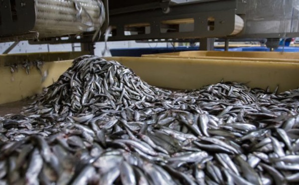 Un universitaire alerte sur la menace des usines de farine de poisson