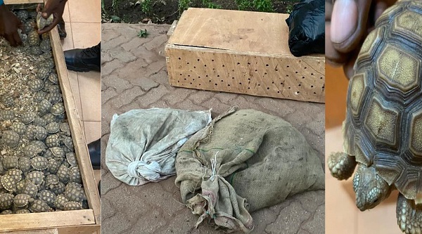 Pas moins de 555 tortues saisies par les douanes burkinabè en provenance du Mali