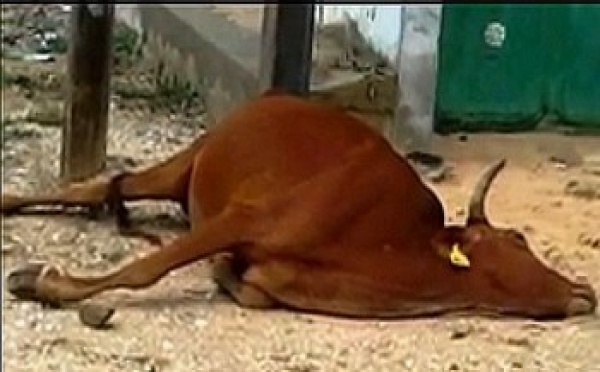Saint-Louis: Après l'électrocution mortelle d'un talibé à Cité Niakh, la pluie tue une vache à Vauvert.