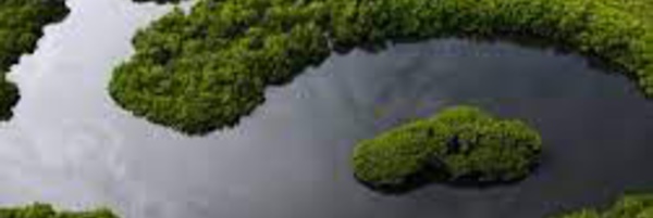 Parcs, Eaux et Forêts et AMP : Lancement de la formation de 413 nouvelles recrues