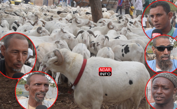 Foirail de Darou : Moutons chers … Pas d’eau, d’éclairage et de toilettes … (vidéo)
