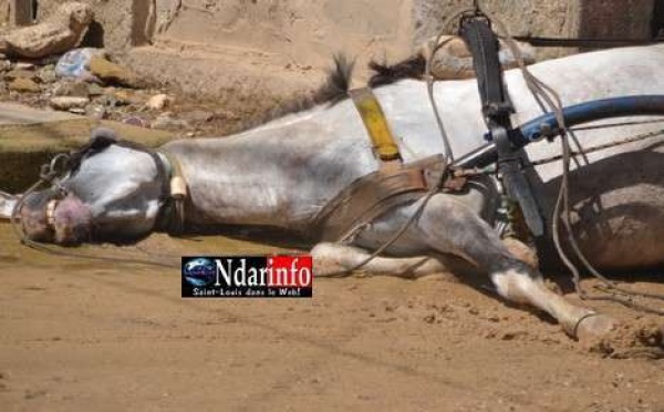 Saint-Louis : Un cheval électrocuté à mort, son cocher échappe de justesse.