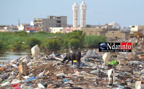 Agressions, chanvre indien, chiens errants : l’enfer sur la digue de Pikine (Vidéo)