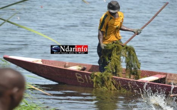ALERTE: La réserve d’eau douce de Saint-Louis infectée par des herbes sauvages.( Vidéo) 