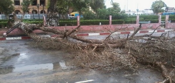URGENT- Vent violent: Un arbre s’effondre sur la place Faidherbe. [PHOTOS]