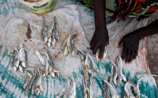 Prolifération des usines farines de poisson : Greenpeace lance une nouvelle alerte