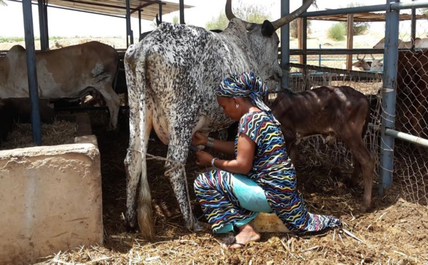 ​Au Sénégal, la filière laitière se noie sous les excédents de lait européens