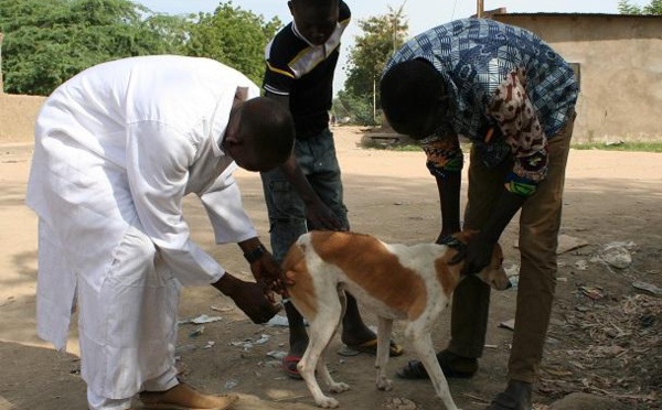 Dagana : le service de l'élevage milite pour la vaccination des chiens pour éradiquer la rage dans la zone