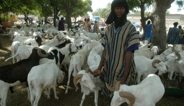 Saint-Louis - Tabaski 2013 : « On tire le mouton par la queue ».