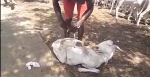 [VIDÉO INSOLITE] TABASKI 2013: Promotion de moutons à 100.000 FCFA l'unité. Regardez