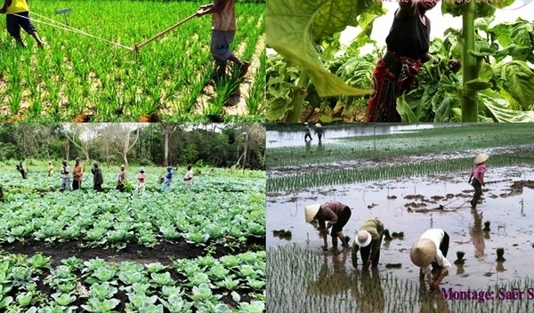 CONTRIBUTION : Autosuffisance alimentaire? Non! : Sécurité alimentaire? Possible!